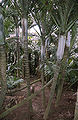 Thumbnail for version as of 12:50, 22 November 2012