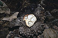 Thumbnail for version as of 04:14, 9 October 2012