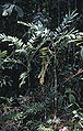 Thumbnail for version as of 01:09, 30 September 2012