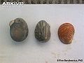 Thumbnail for version as of 00:51, 24 December 2013