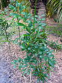 Thumbnail for version as of 11:11, 4 January 2013