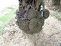Thumbnail for version as of 04:04, 9 October 2012