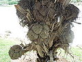 Thumbnail for version as of 04:04, 9 October 2012