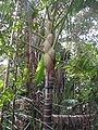 Thumbnail for version as of 21:42, 3 January 2009