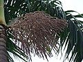 Thumbnail for version as of 11:37, 7 December 2016