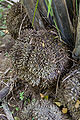 Thumbnail for version as of 04:17, 9 October 2012