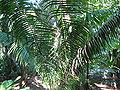 Thumbnail for version as of 12:24, 13 January 2010