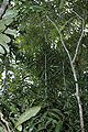 Thumbnail for version as of 10:17, 4 October 2012