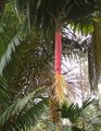 Thumbnail for version as of 07:32, 28 May 2012