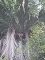 Thumbnail for version as of 22:08, 3 January 2009