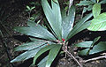Thumbnail for version as of 05:02, 3 October 2012
