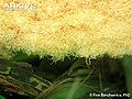 Thumbnail for version as of 00:50, 24 December 2013