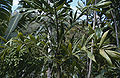 Thumbnail for version as of 02:02, 4 October 2012