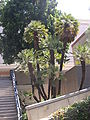 Thumbnail for version as of 16:48, 24 May 2007