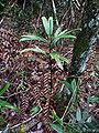 Thumbnail for version as of 00:31, 23 December 2014