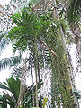 Thumbnail for version as of 00:37, 16 September 2012