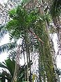 Thumbnail for version as of 00:45, 29 May 2015