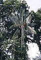 Thumbnail for version as of 11:40, 13 December 2012