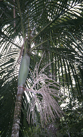 Basselinia favieri Palmpedia Palm Grower's Guide