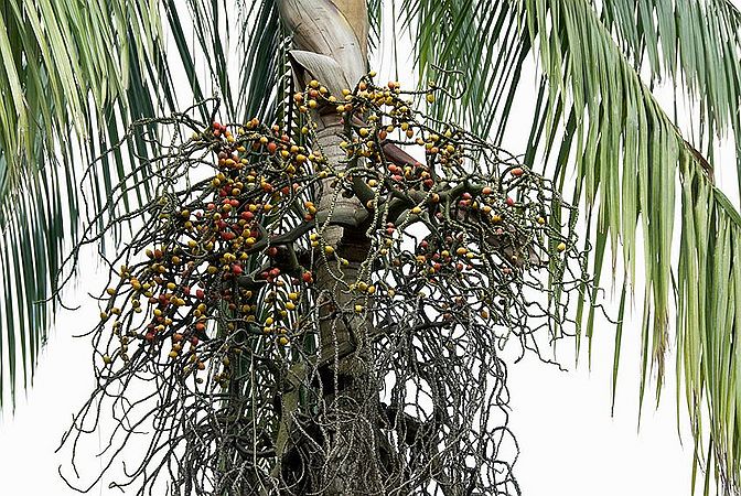 Rhopaloblaste ceramica - Palmpedia - Palm Grower's Guide