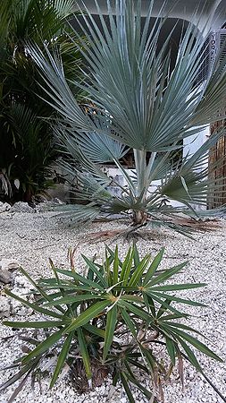 Copernicia ekmanii Palmpedia Palm Grower's Guide