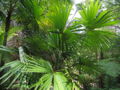 Thumbnail for version as of 01:01, 20 January 2009