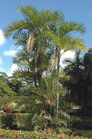 Bactris plumeriana - Palmpedia - Palm Grower's Guide