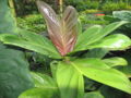 Thumbnail for version as of 23:13, 19 January 2009