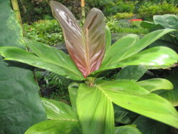 IMG 4656 Dypsis bosseri.JPG