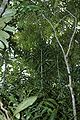 Thumbnail for version as of 23:17, 30 June 2013