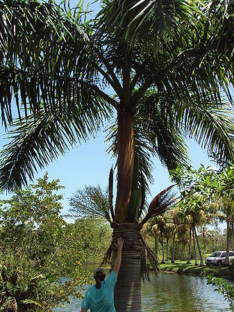 Roystonea maisiana Palmpedia Palm Grower's Guide