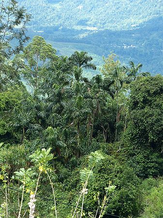 Oncosperma fasciculatum Palmpedia Palm Grower's Guide