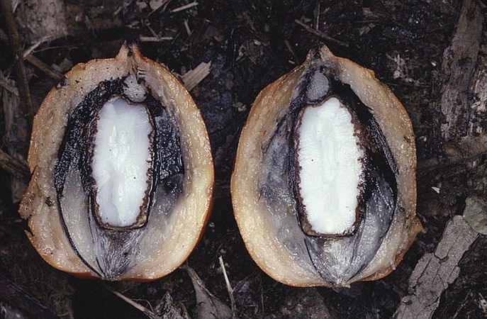 Ptychococcus paradoxus Palmpedia Palm Grower's Guide