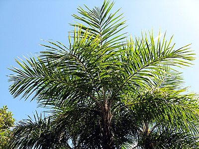 TÌNH YÊU CÂY CỎ ĐV 10  - Page 90 400px-Cubensis03