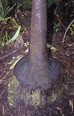 Clinosperma macrocarpa Palmpedia Palm Grower's Guide