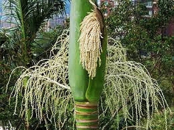 TÌNH YÊU CÂY CỎ ĐV 10  - Page 87 602px-Areca-whitfordii