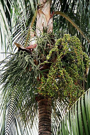 Rhopaloblaste ceramica - Palmpedia - Palm Grower's Guide