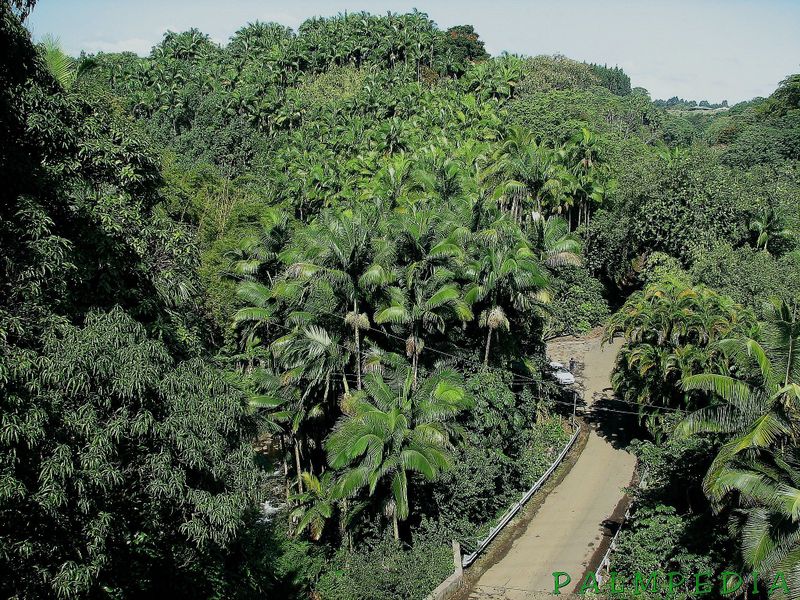 File:Archontophoenix alexandrae canyon 1.jpg