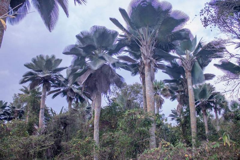 File:Copernicia fallaensis13.jpg