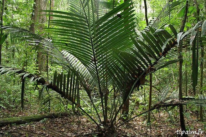 Attalea attaleoides - Palmpedia - Palm Grower's Guide