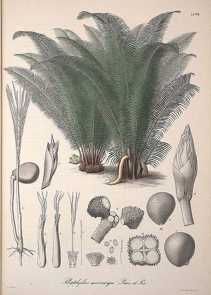 File:Phytelephas macrocarpa04.jpg