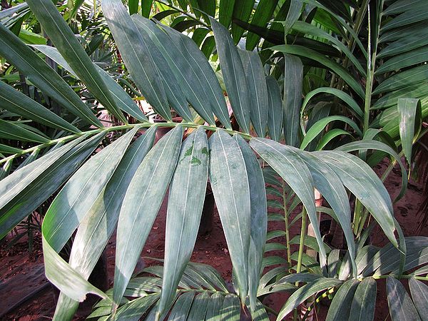 Veitchia joannis Palmpedia Palm Grower's Guide