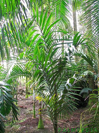 Clinosperma lanuginosa Palmpedia Palm Grower's Guide