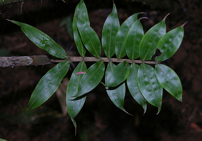 Desmoncus schippii Palmpedia Palm Grower's Guide