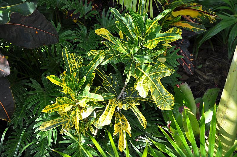 File:Yellow Bird-Randy.jpg