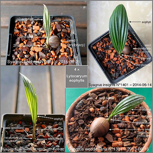 CategoryLYTOCARYUM Palmpedia Palm Grower's Guide