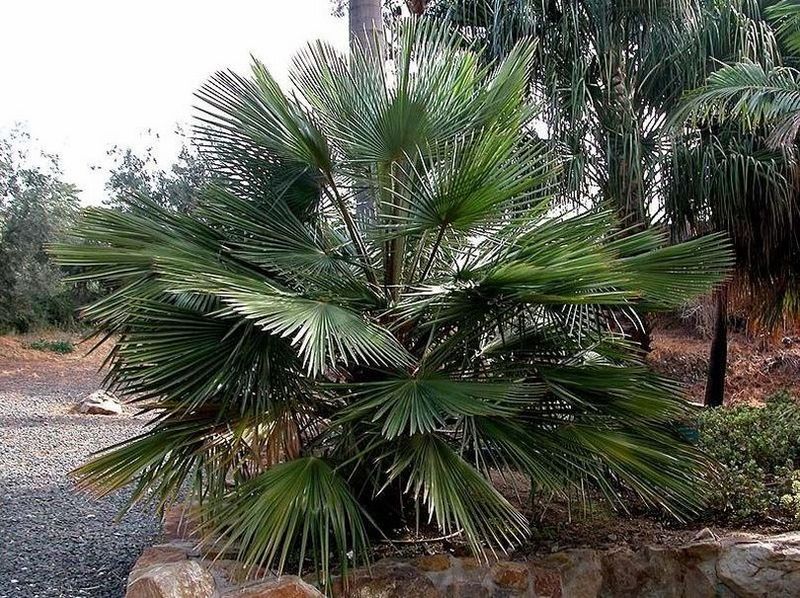 File:Accueil-livistona-muelleri.jpg