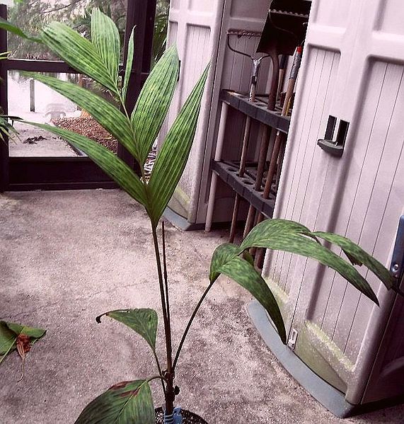 File:Pcpost-1349-099982500 1329774981.jpg