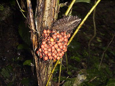 TÌNH YÊU CÂY CỎ ĐV 10  - Page 89 400px-Bactris_caudata_648_8