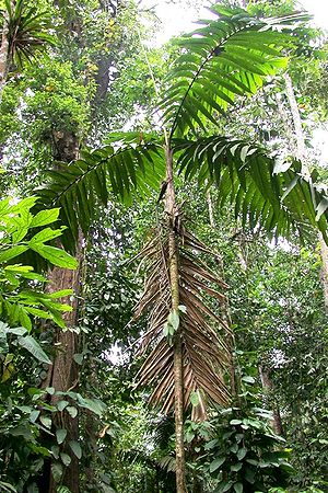 Pholidostachys dactyloides Palmpedia Palm Grower's Guide